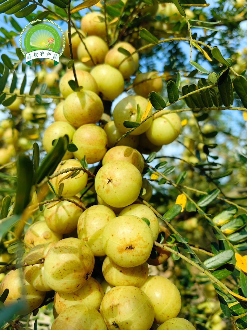 崩坎甜油甘（柿饼甜油甘）