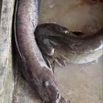 埃及鲶鱼