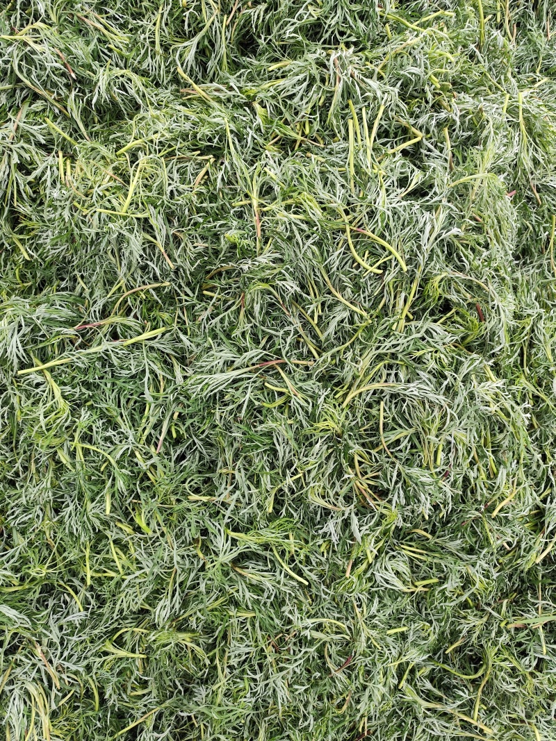 每年五一大量出售野生柳蒿芽