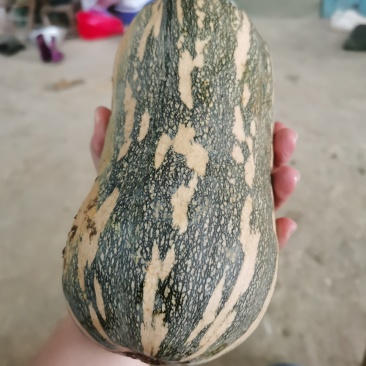 南瓜