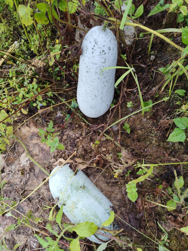 墨江香东瓜