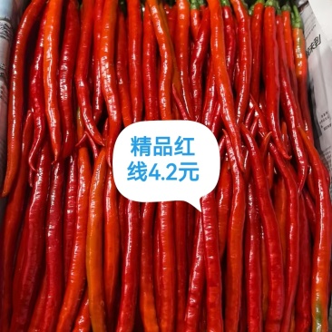 重庆辣椒