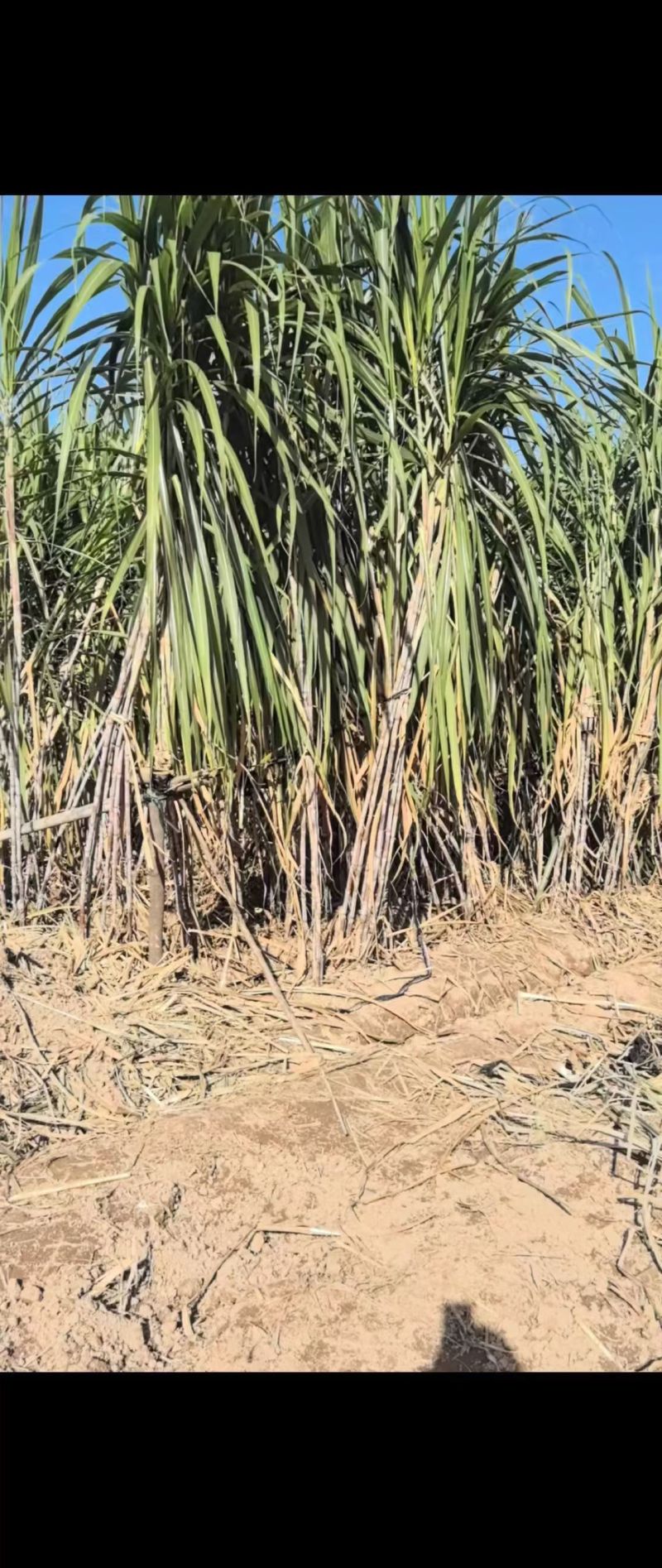 原汁原味的甘蔗红糖，公婆种的甘蔗，无任何糖精添加