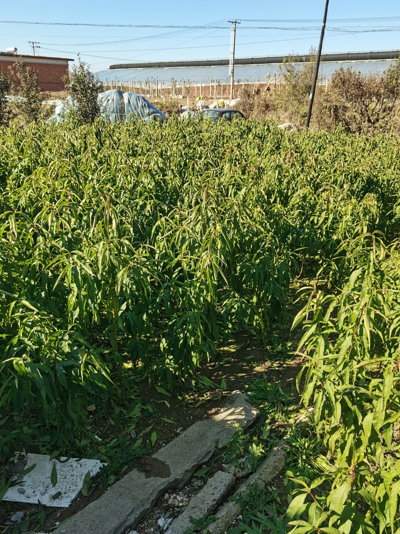 甜油桃苗