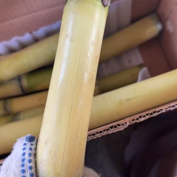 云南黄金甘蔗云南黄金甘蔗，一件代发，量大从优，可溯源