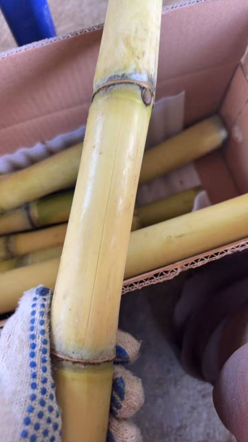 云南黄金甘蔗云南黄金甘蔗，一件代发，量大从优，可溯源