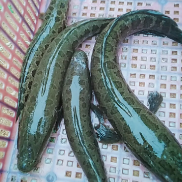 山东本地黑鱼