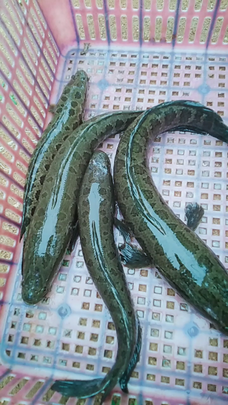 山东本地黑鱼