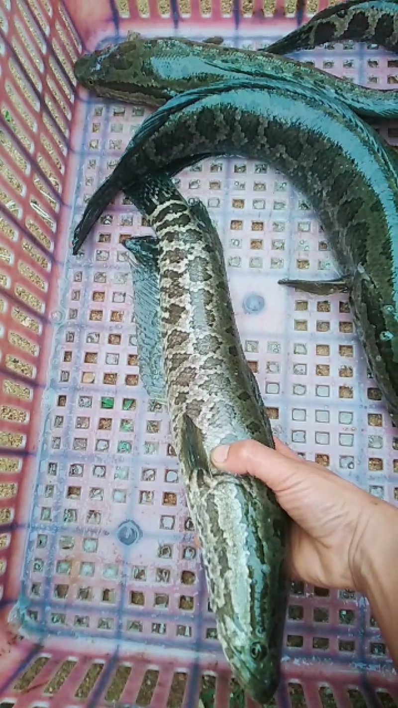 山东本地黑鱼