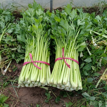 精品西芹，小颗，高度65左右，质量保证，一手货源，