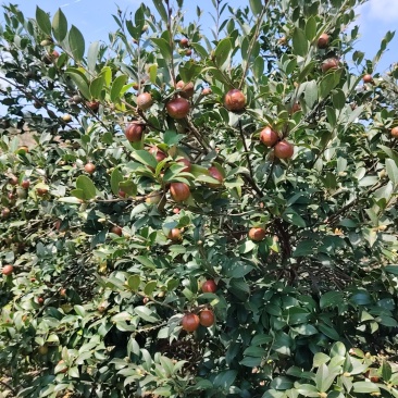 源江高山油茶