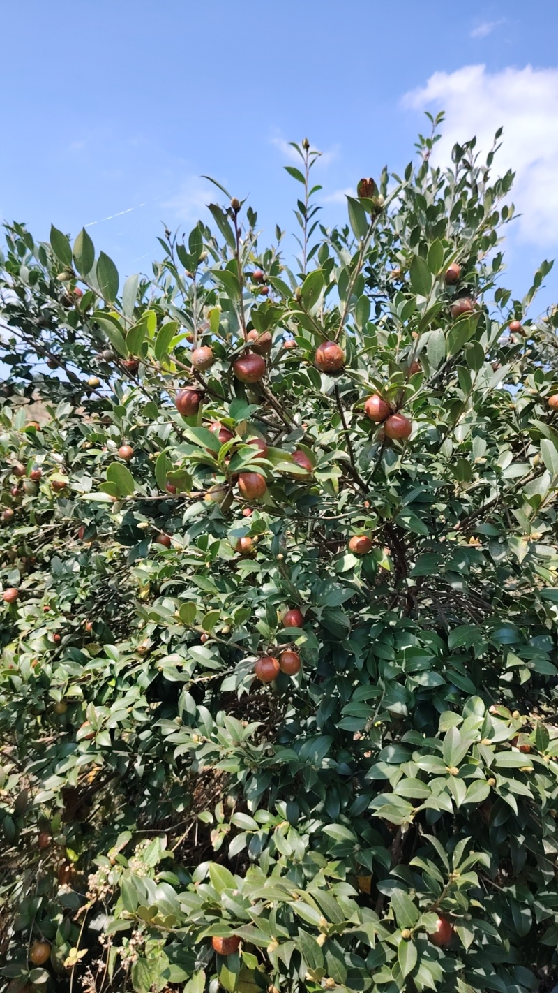 源江高山油茶