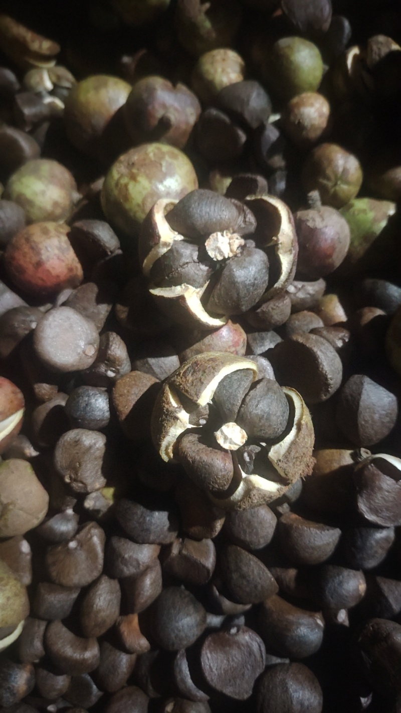 源江高山油茶
