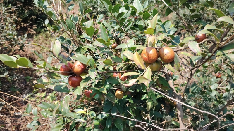 源江高山油茶