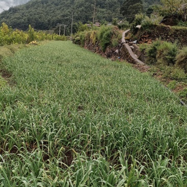凉山州德昌县乐跃镇有机牛粪蒜苗