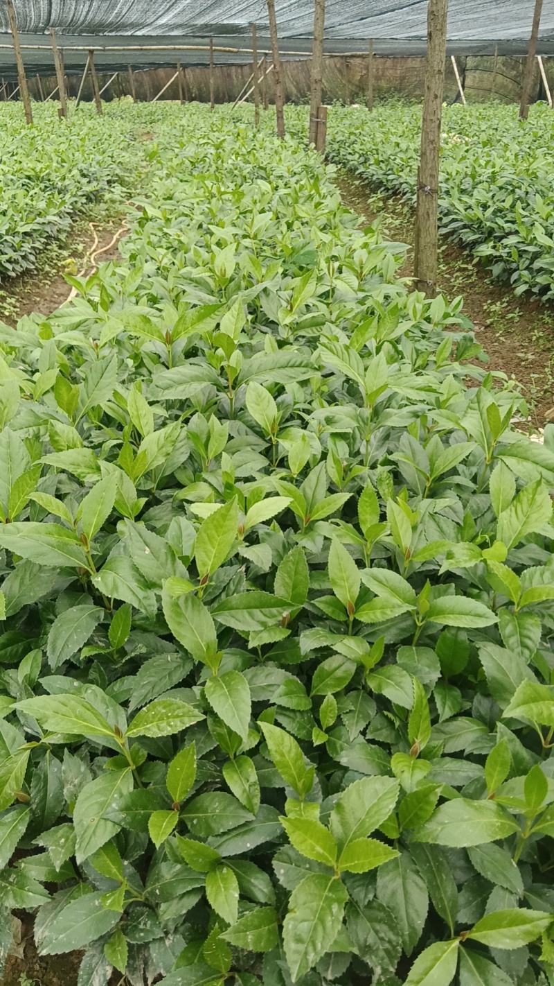 出售草珊瑚种苗