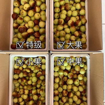 冷库冬枣10万斤支持全渠道合作代发欢迎老板们对接！