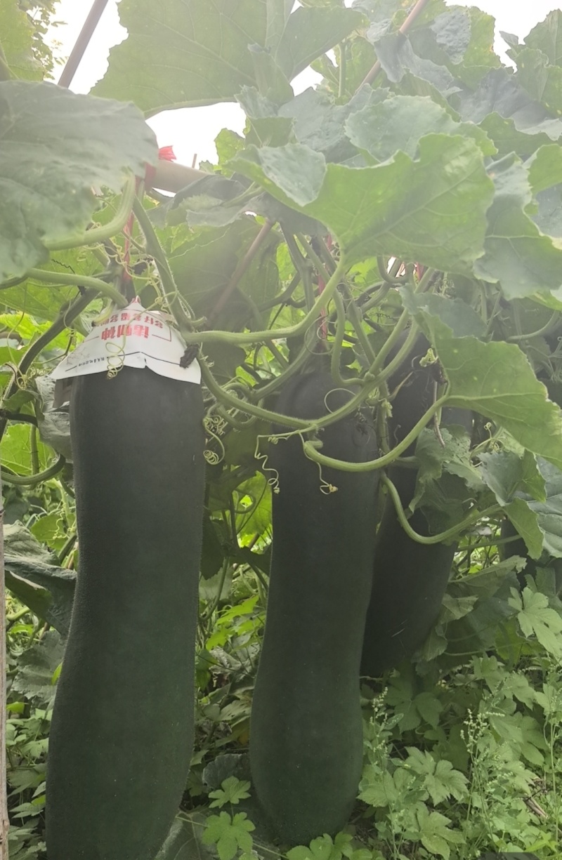 精品吊冬瓜条形好大量有货产地直发品质保证量大从优