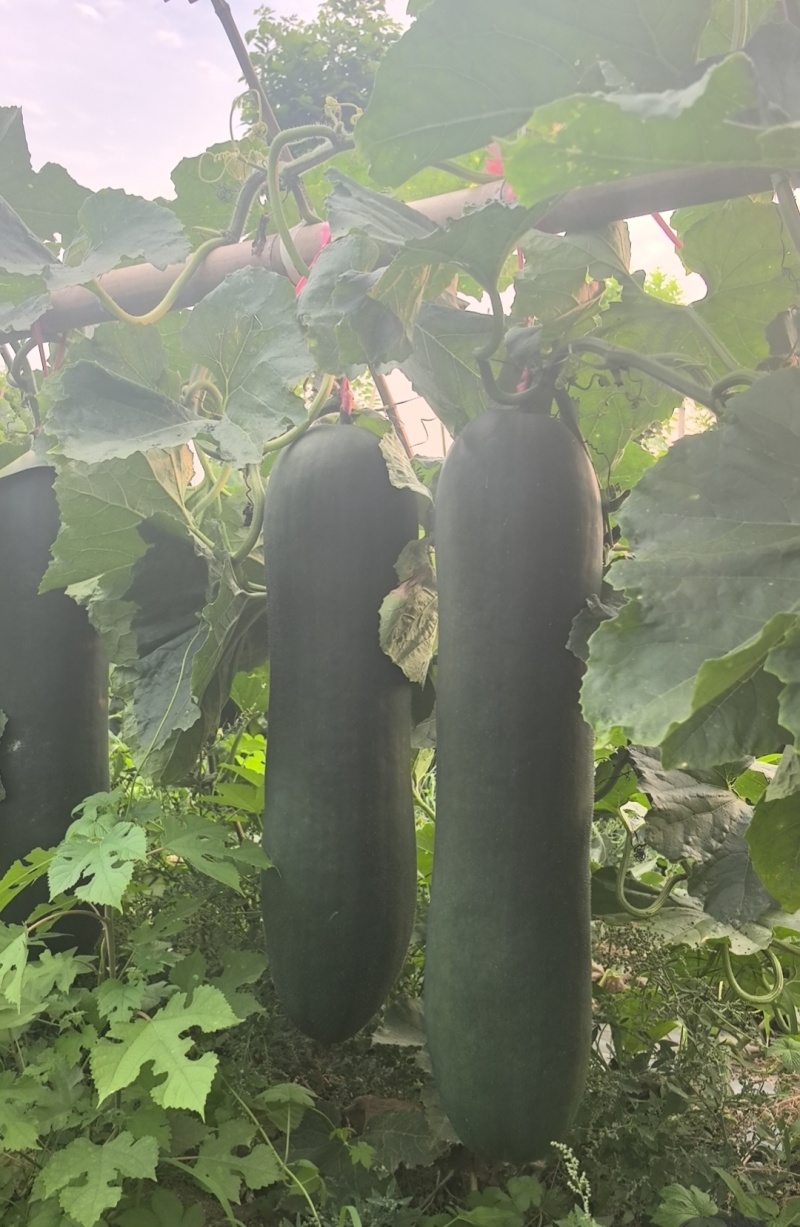 精品吊冬瓜条形好大量有货产地直发品质保证量大从优