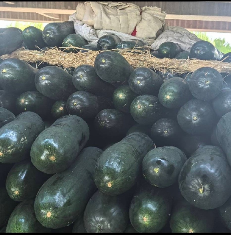 精品吊冬瓜条形好大量有货产地直发品质保证量大从优