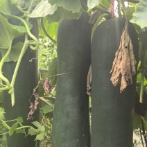 精品吊冬瓜条形好大量有货产地直发品质保证量大从优