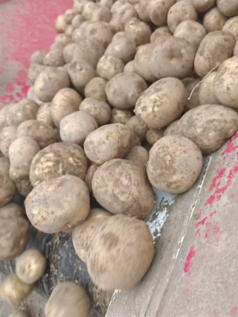 土豆低价低价，有货