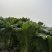 15亩60和68的白菜