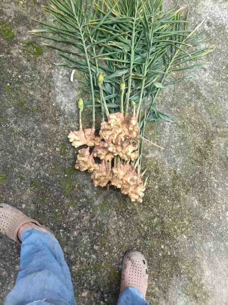 精品小黄姜