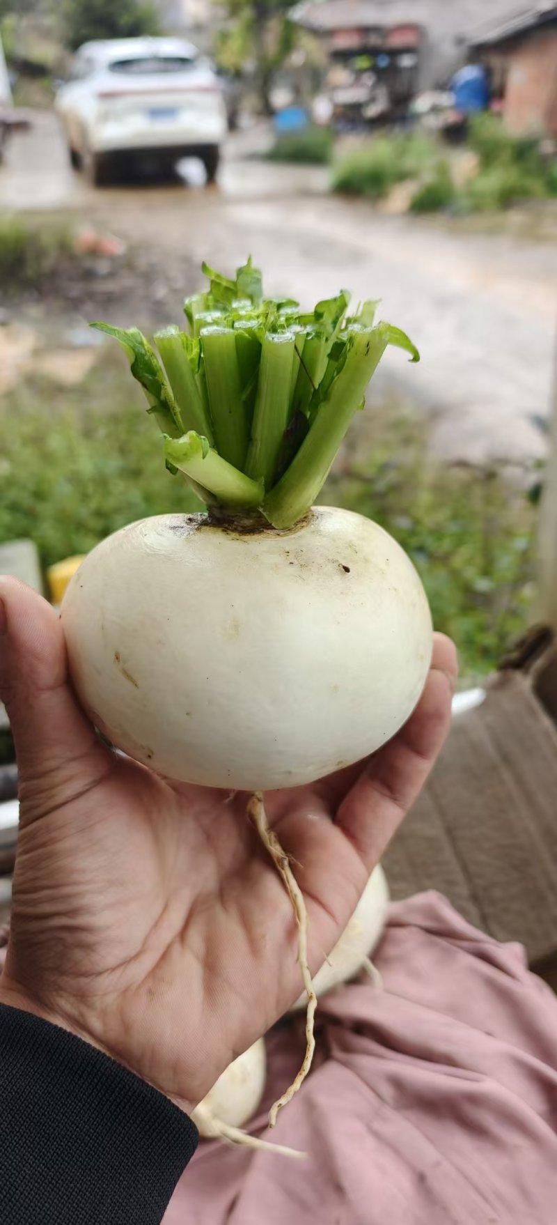 圆萝卜