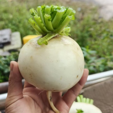 圆萝卜