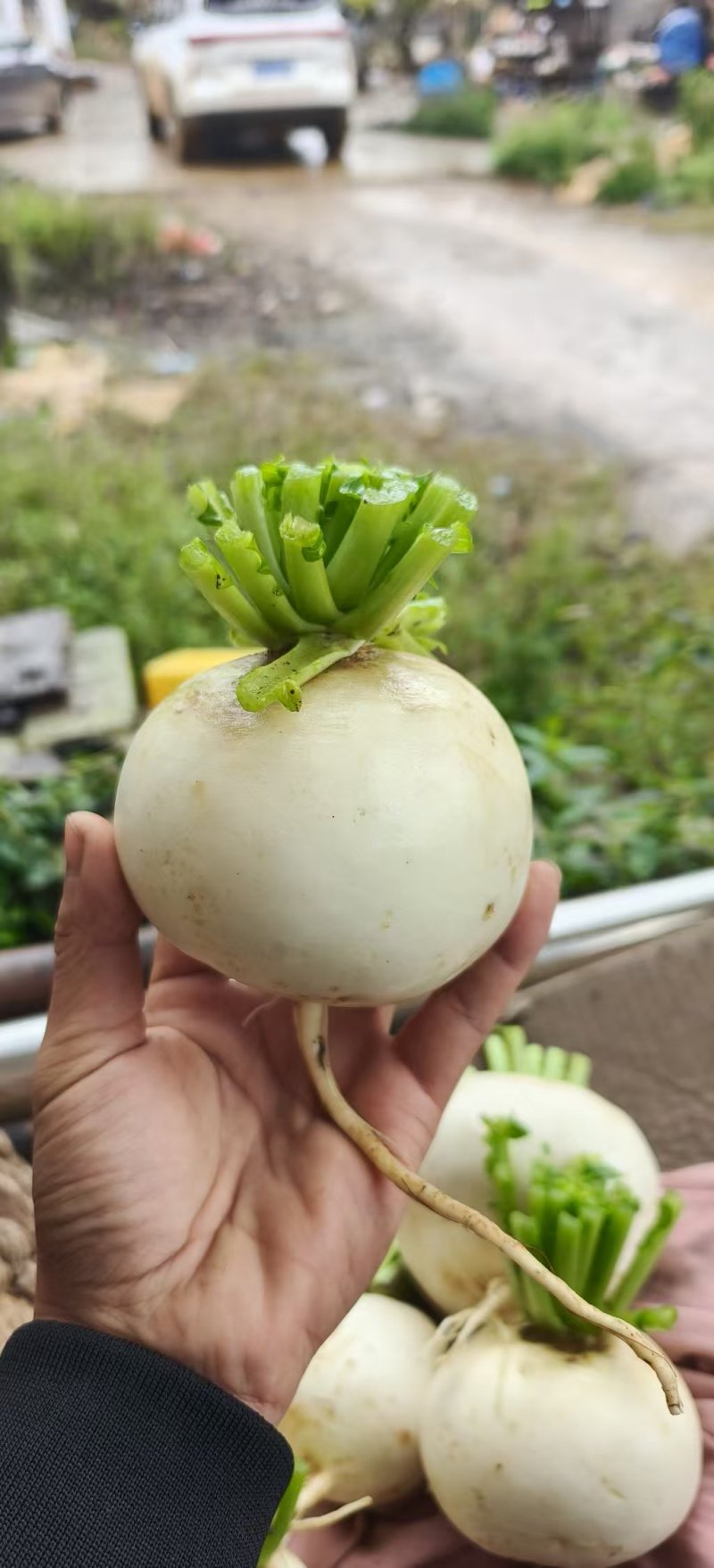 圆萝卜
