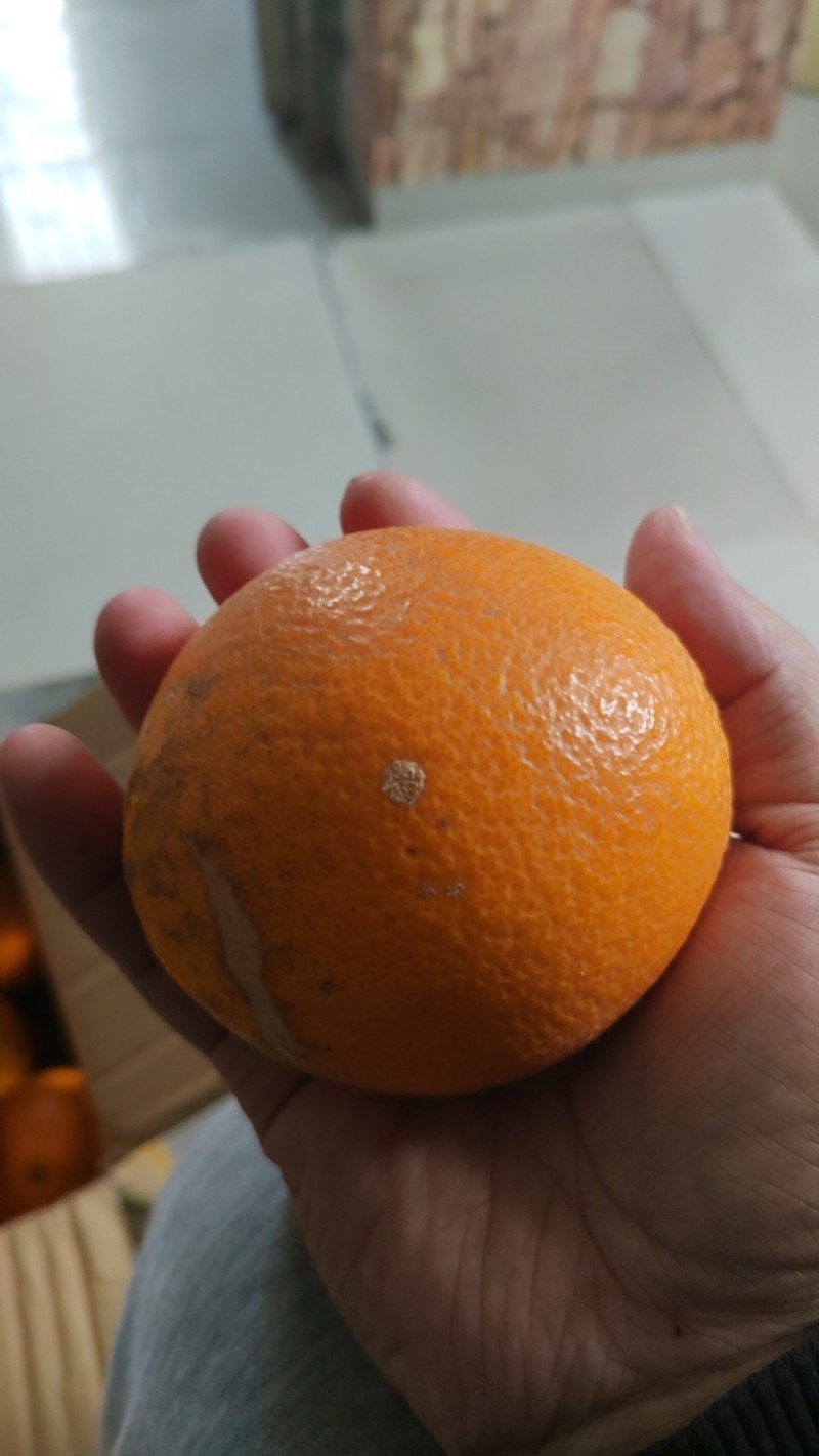 纯甜纽荷尔脐橙