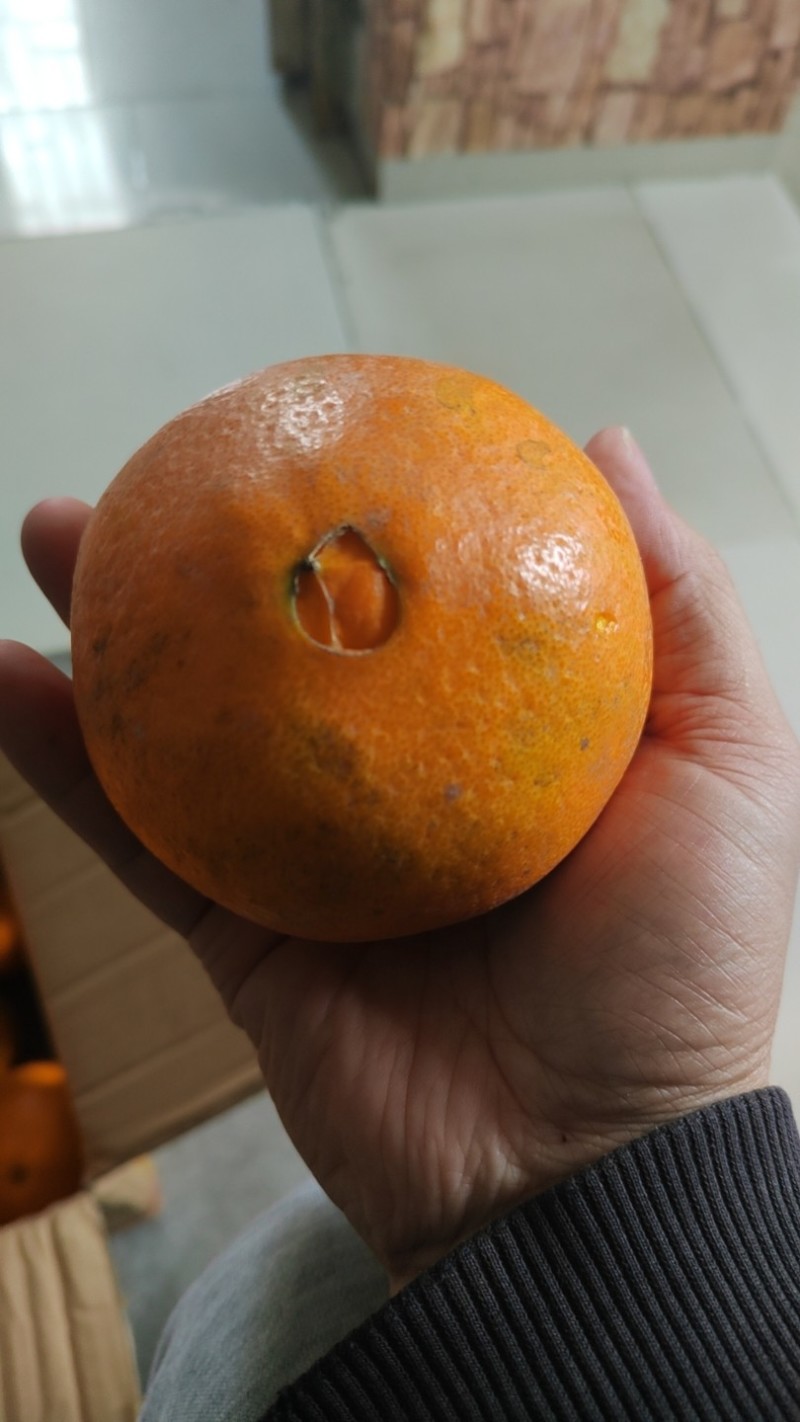 纯甜纽荷尔脐橙
