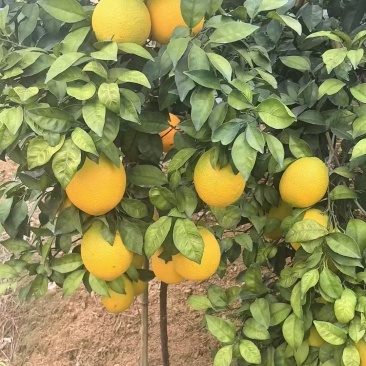 纯甜纽荷尔脐橙