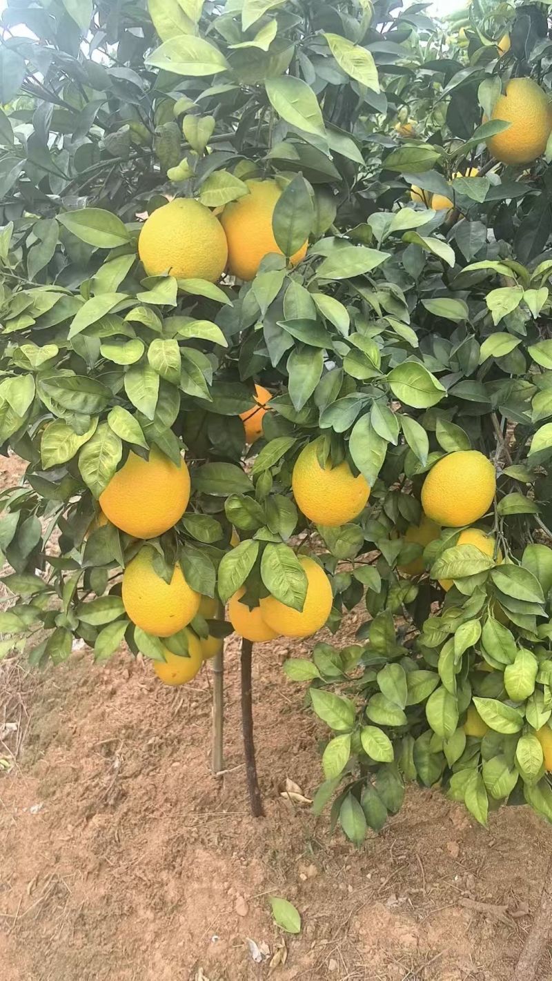 纯甜纽荷尔脐橙