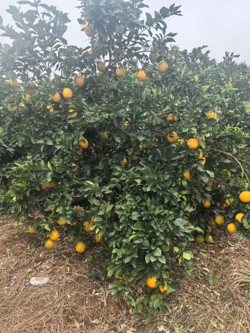 纯甜纽荷尔脐橙