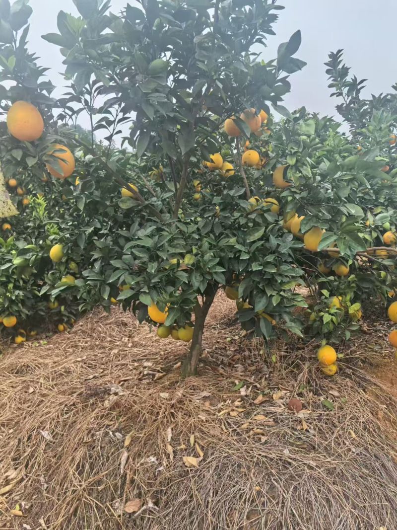 纯甜纽荷尔脐橙