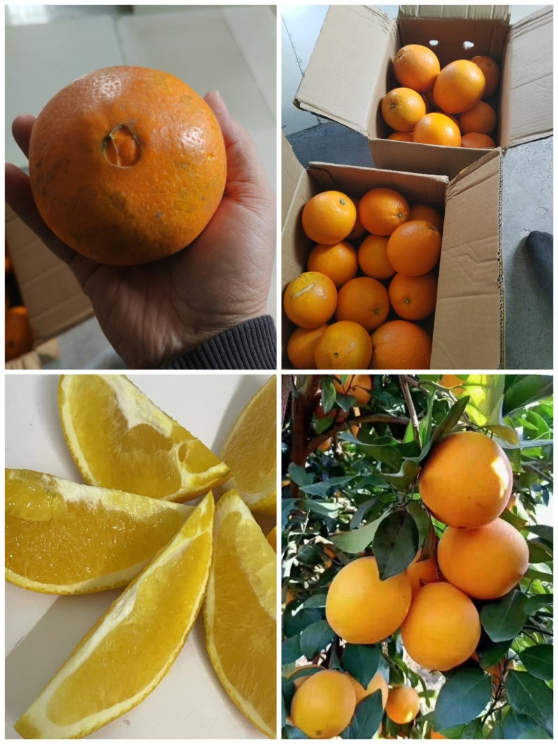 纯甜纽荷尔脐橙