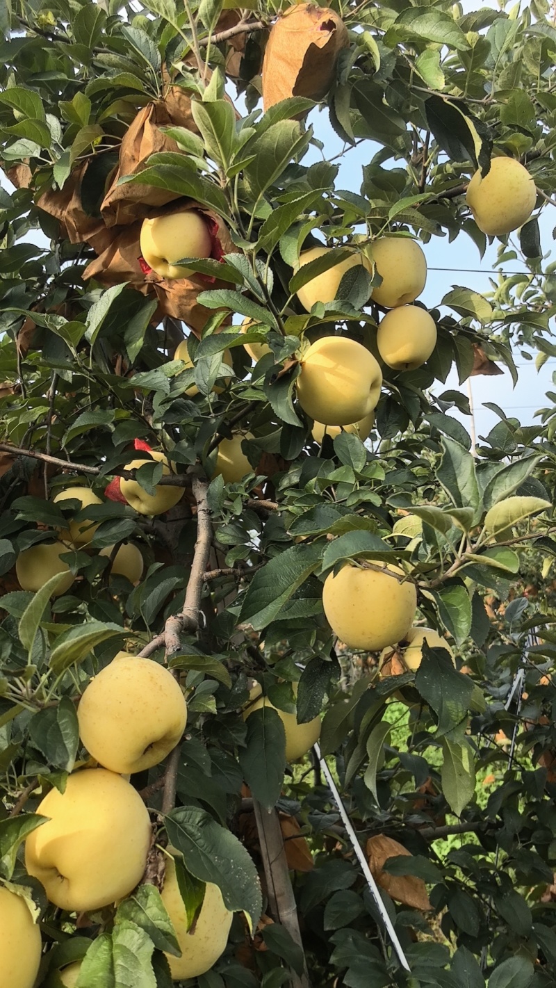 维纳斯黄金苹果200亩