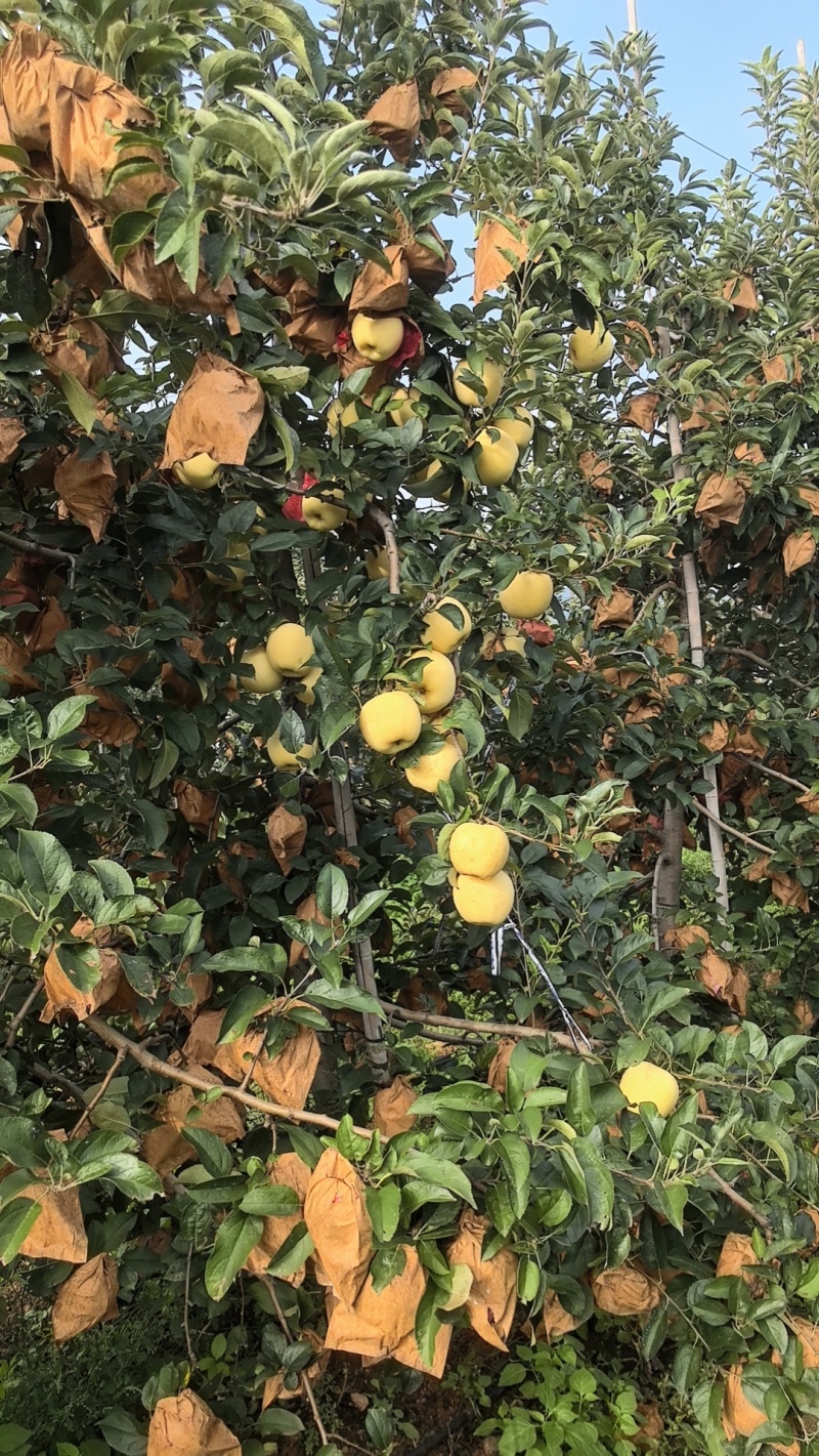 维纳斯黄金苹果200亩