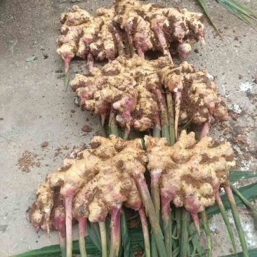 生姜