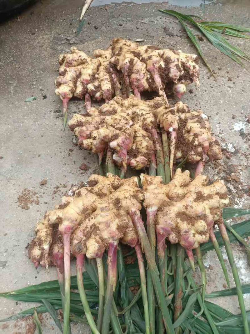 生姜
