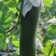 吊冬瓜