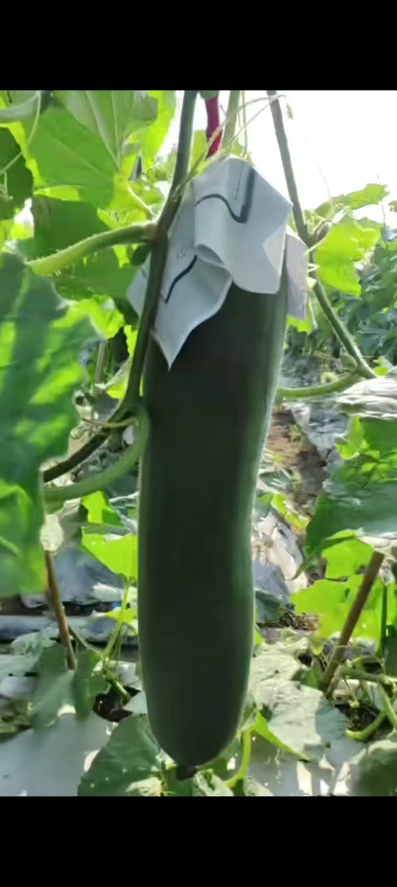 吊冬瓜