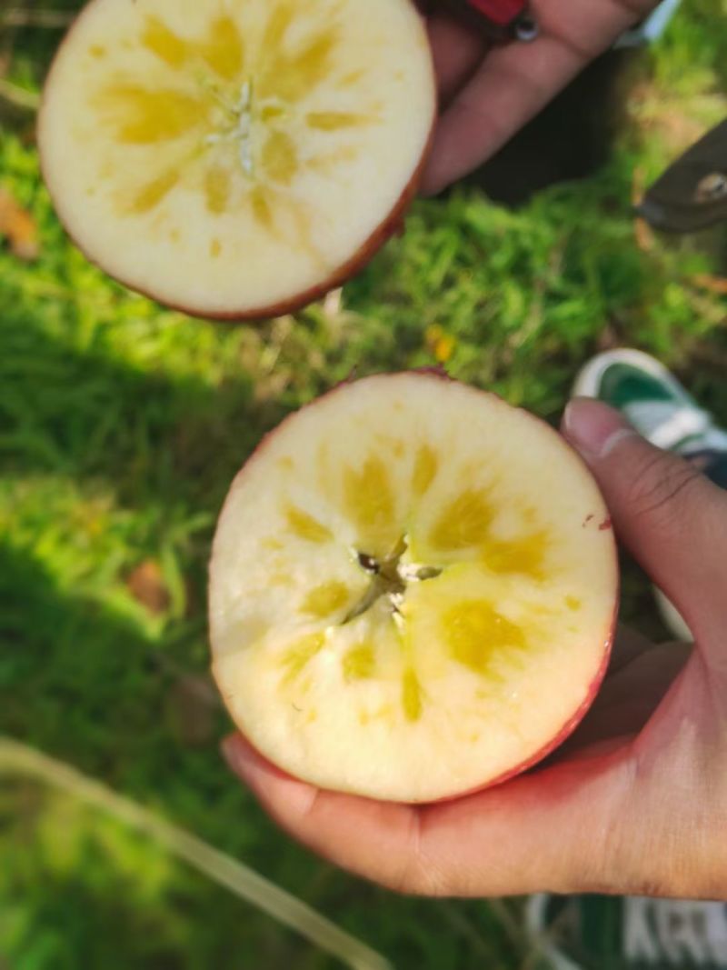 四川省甘孜州高原糖心苹果🍎