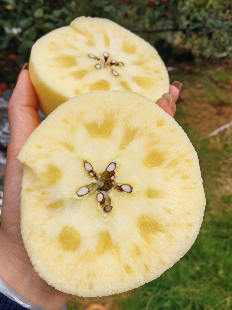 四川省甘孜州高原糖心苹果🍎