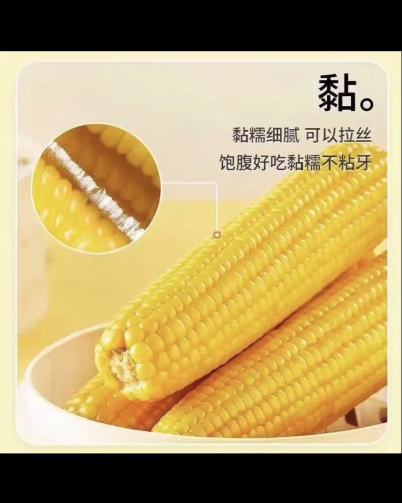 黑龙江鲜食玉米（金糯262）