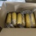 黑龙江鲜食玉米（金糯262）