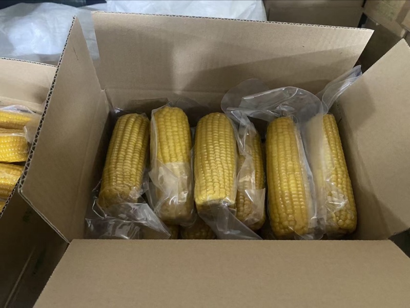 黑龙江鲜食玉米（金糯262）