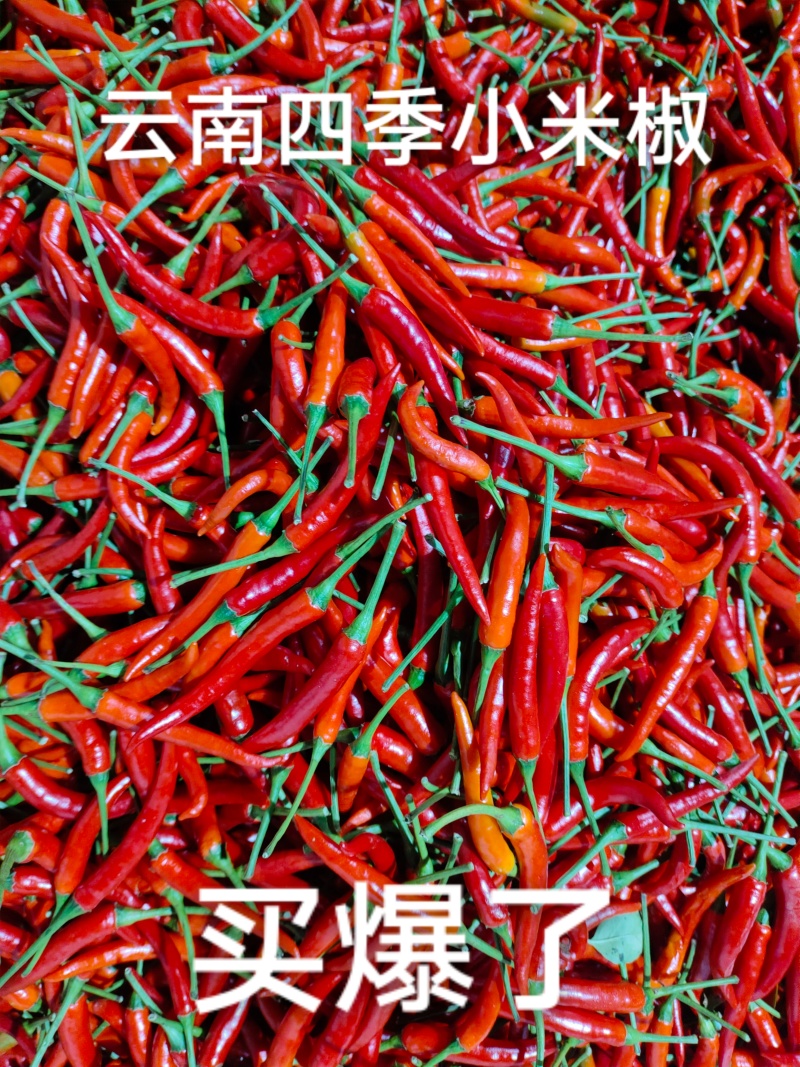 精选干辣椒香辣红辣椒干家庭必备手工挑选